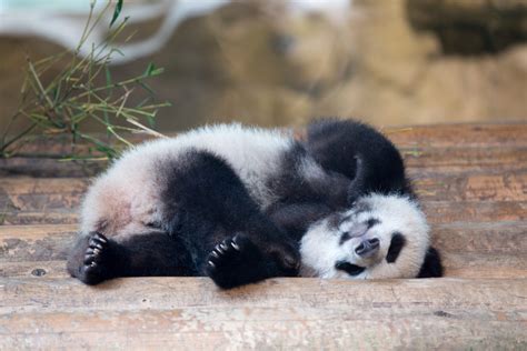 baby panda is sleeping on his back - MyStart