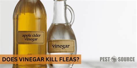 Does Vinegar Kill Fleas? - Pest Source