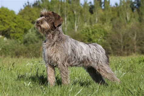 Breed of the Week: Wirehaired Pointing Griffon - Paws Playgrounds