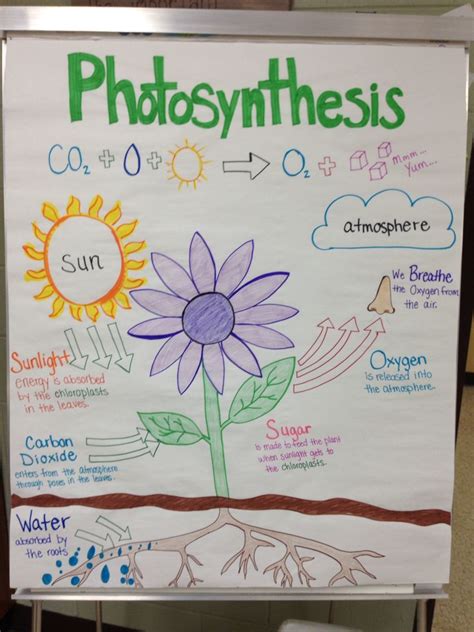 Cellular respiration in plants experiment | Animal Big