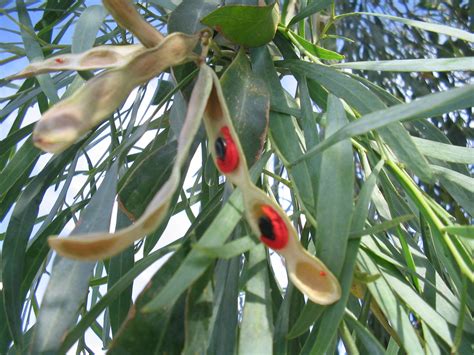 Acacia Seed Pods for Medicinal Herb Gardens