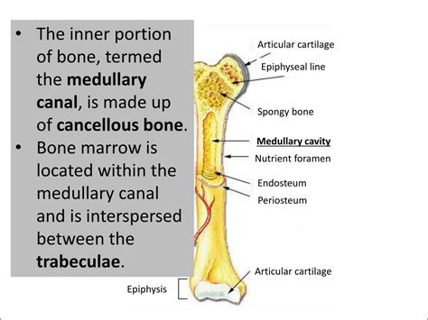 PPT - Epiphysis PowerPoint Presentation, free download - ID:2201699