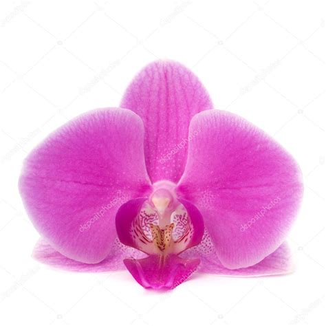 Single orchid flower Stock Photo by ©natika 7010807