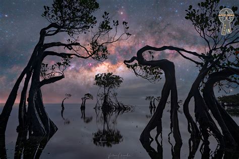 The Dancing Trees of Sumba – Apod GrAG