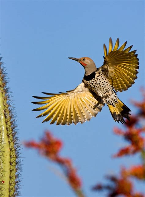 Tucson Birding Festival will focus on the wonders of winged wildlife