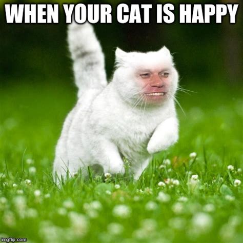 WHEN YOUR CAT IS HAPPY - Imgflip