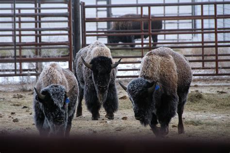 CBC.ca | Blue Sky | Bison thriving at Grasslands National Park