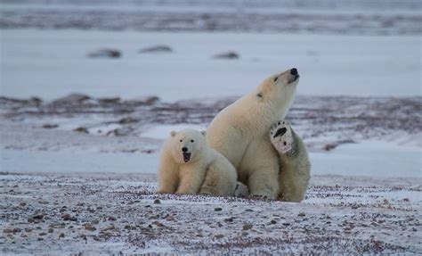 Polar Bear Migration Fly-In Safari | Eclipse Travel