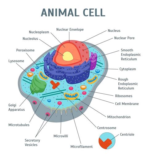 Animal Cell Diagram Diagram | Quizlet