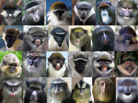 On the Origin of Colourful Monkey Faces