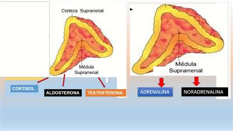 glandula suprarrenal - YouTube