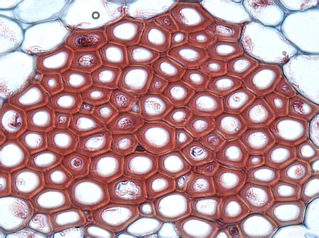 Sclerenchyma Cells Overview, Function & Types - Lesson | Study.com