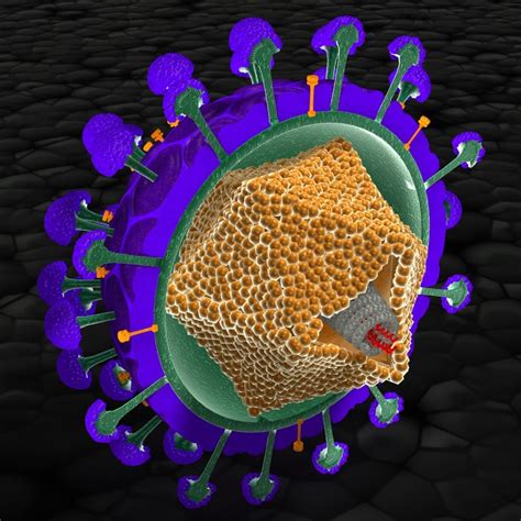 3d Model Virus Structure | Free Nude Porn Photos