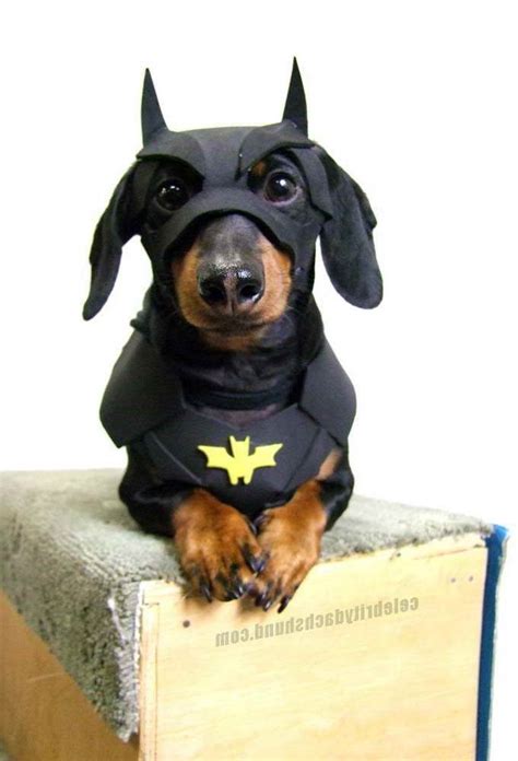 Dachshund Halloween Costume Ideas