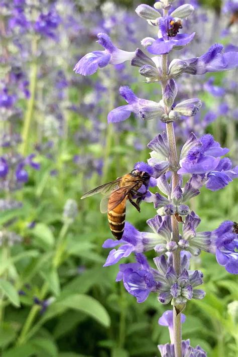 How to Plant and Grow Common Sage (Salvia officinalis)