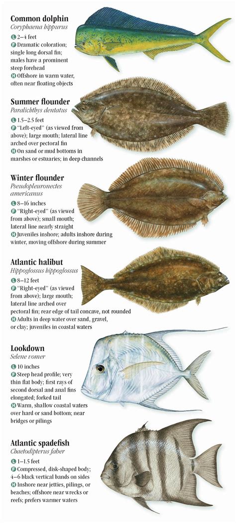 Atlantic Saltwater Fish Identification Chart