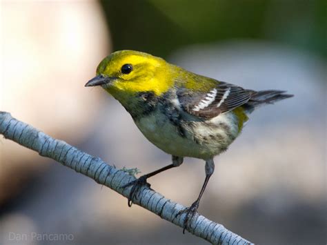 Black-throated green warbler - song / call / voice / sound.