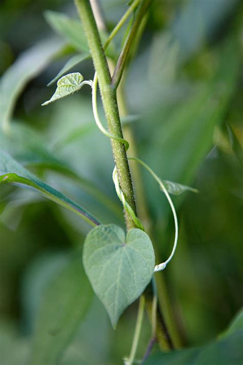 How To Identify Garden Weeds Uk | Fasci Garden