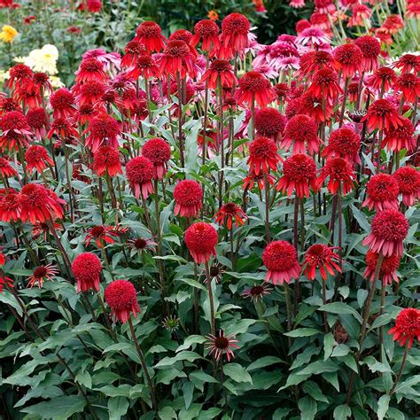 Echinacea ‘Meteor Red’ | TERRA NOVA® Nurseries, Inc.