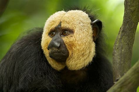 New Monkey Species Already Believed to be Endangered | Monkey species, Rainforest animals ...