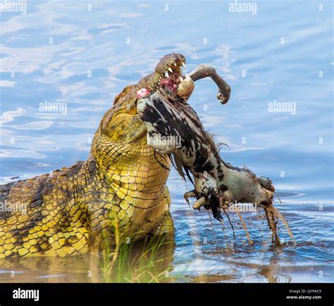 Nile crocodile (Crocodylus niloticus) is eating wildebeest in the Mara ...