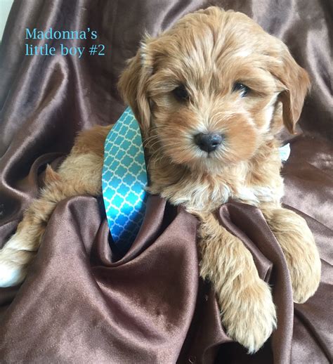 Mini Goldendoodle Puppies for Adoption | San Diego Goldendoodle Breeder