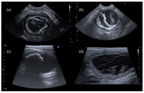 What Will A Dog Ultrasound Show