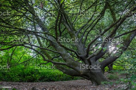 Tanbark Oak Tree In Wilderness Oregon Stock Photo - Download Image Now - Branch - Plant Part ...