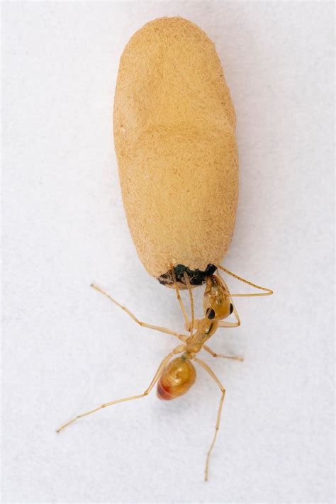 Ant Pupae Feed Adults, Larvae with Secreted Liquid | The Scientist ...