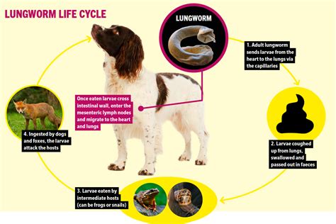 Lungworm in dogs - just how serious is it and can I prevent it? | ShootingUK