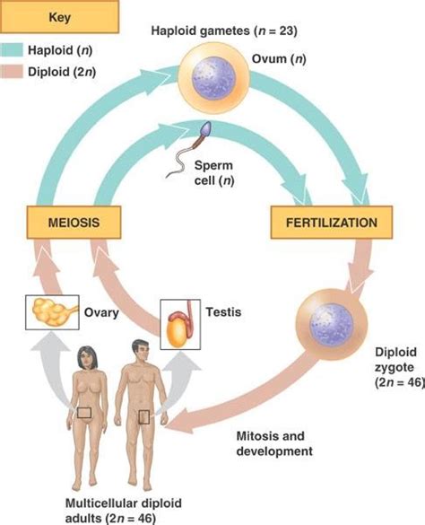 Human cycle of Life | Mitosis, Human, Biology