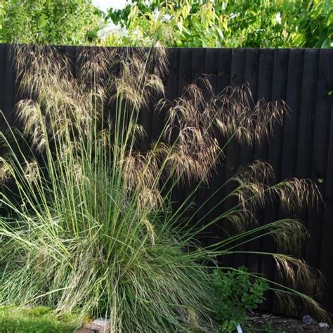 Stipa gigantea - Deelish Garden Centre