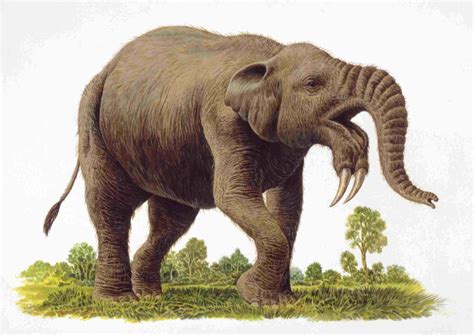 Elephant Evolution Is More Than Mammoths and Mastadons | Elephant ...