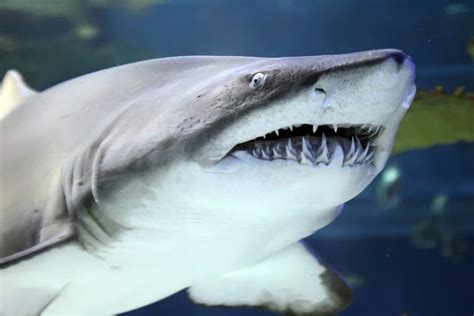 Características del tiburón gris