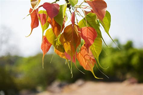 8 Most Oxygen Producing Trees in India • India Gardening