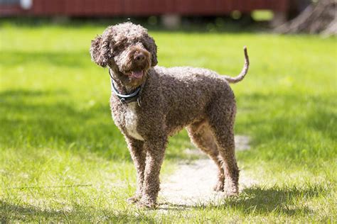 Meet the Lagotto Romagnolo!