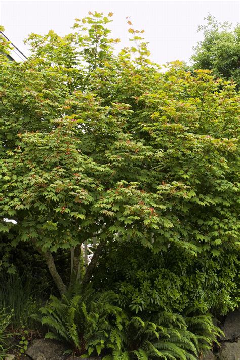 Vine Maple, Acer circinatum, Monrovia Plant