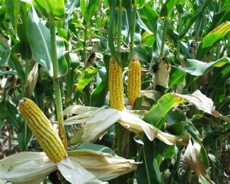 Maize Rabi | Rabi Maize Crop Information