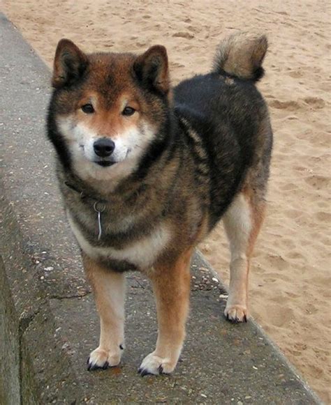 Shiba Inu German Shepherd Husky Mix 2024 • ShepskyMix