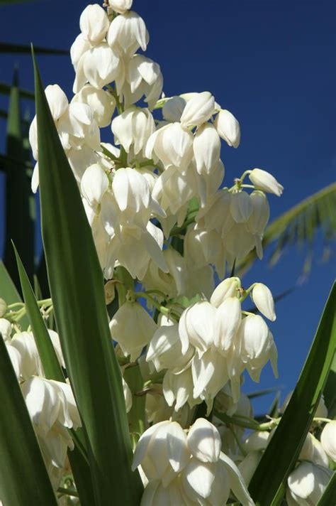 yucca flower | New mexico, New mexico usa, Flowers