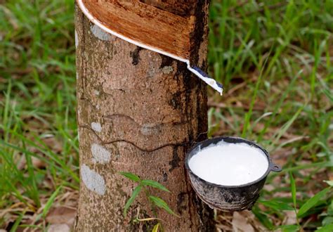 Rubber Plantation in Sri Lanka - Travel Destination Sri Lanka