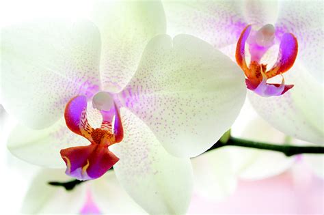 Royalty-Free photo: White orchid flowers in macro shot | PickPik