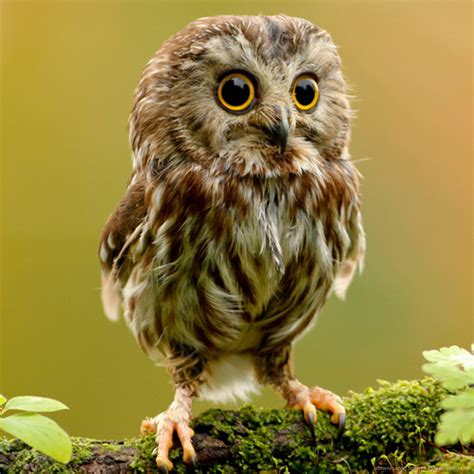 Fluffy Thing Fridays – For the Love of Owls | That Ash Girl