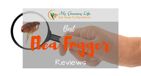 [Top 10] Best Flea Fogger Reviews 2021 and Buyer's Guide