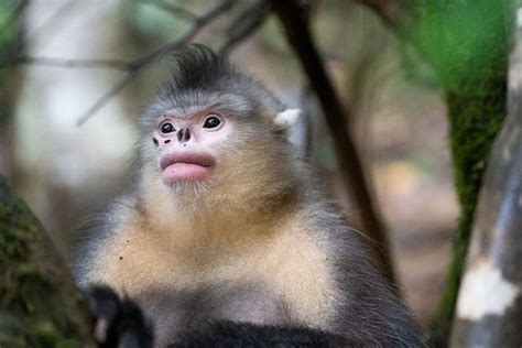 Yunnan snub-nosed monkeys thrive in high mountains - Chinadaily.com.cn