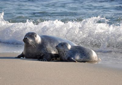 San Diego Seals & Sea Lions Guide | Best Places To See San Diego Seals