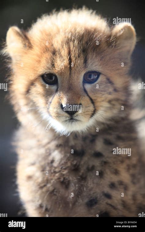 Cheetah Cub Stock Photo - Alamy