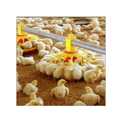 Ground Poultry Raising Equipment for Chicken Broiler - China Poultry ...