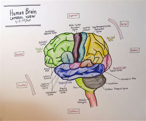 Draw neat labelled diagram of L.S. of human brain - Brainly.in