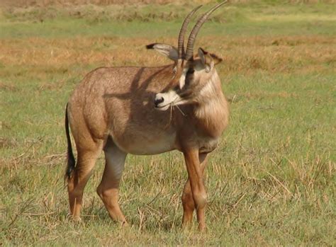 Sable Antelope-Angola National Animal | Wallpapers9